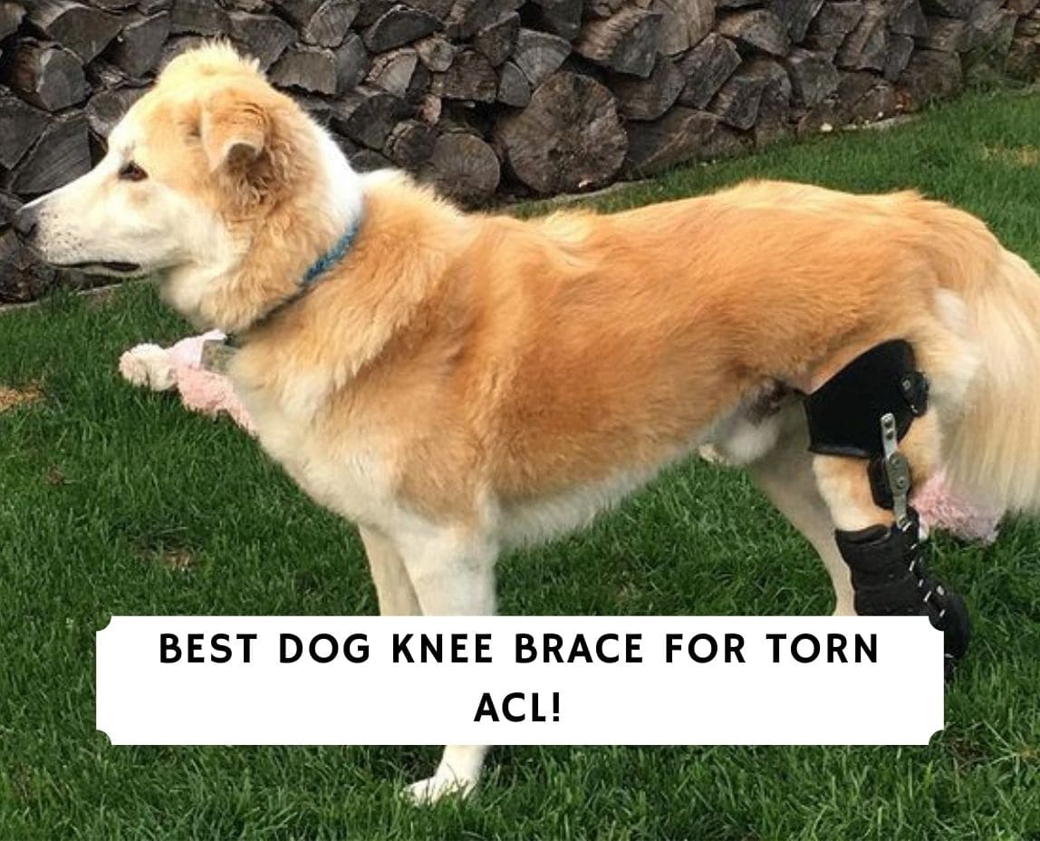 dog acl